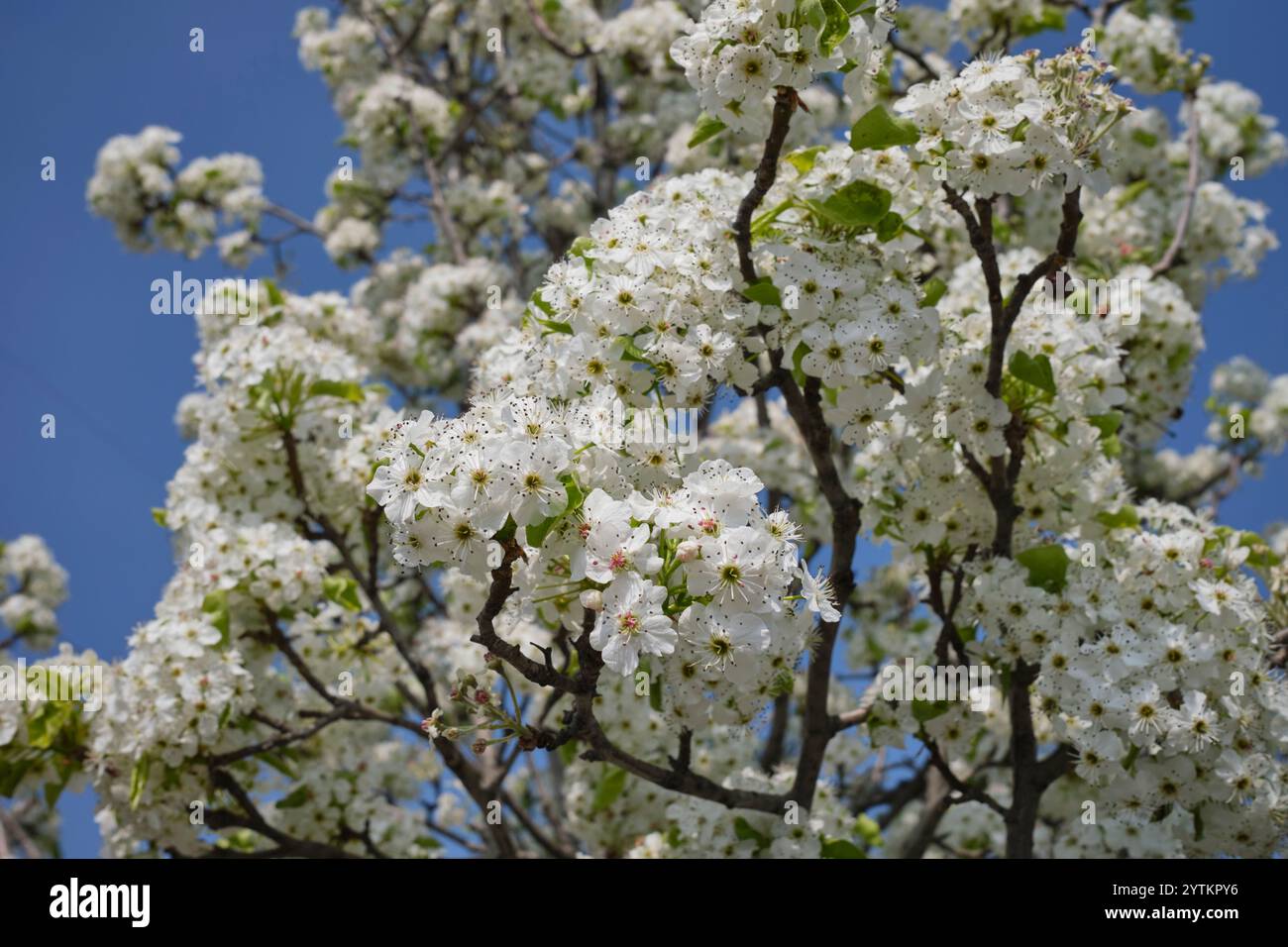 Pyrus calleryana Baum in Blüte Stockfoto