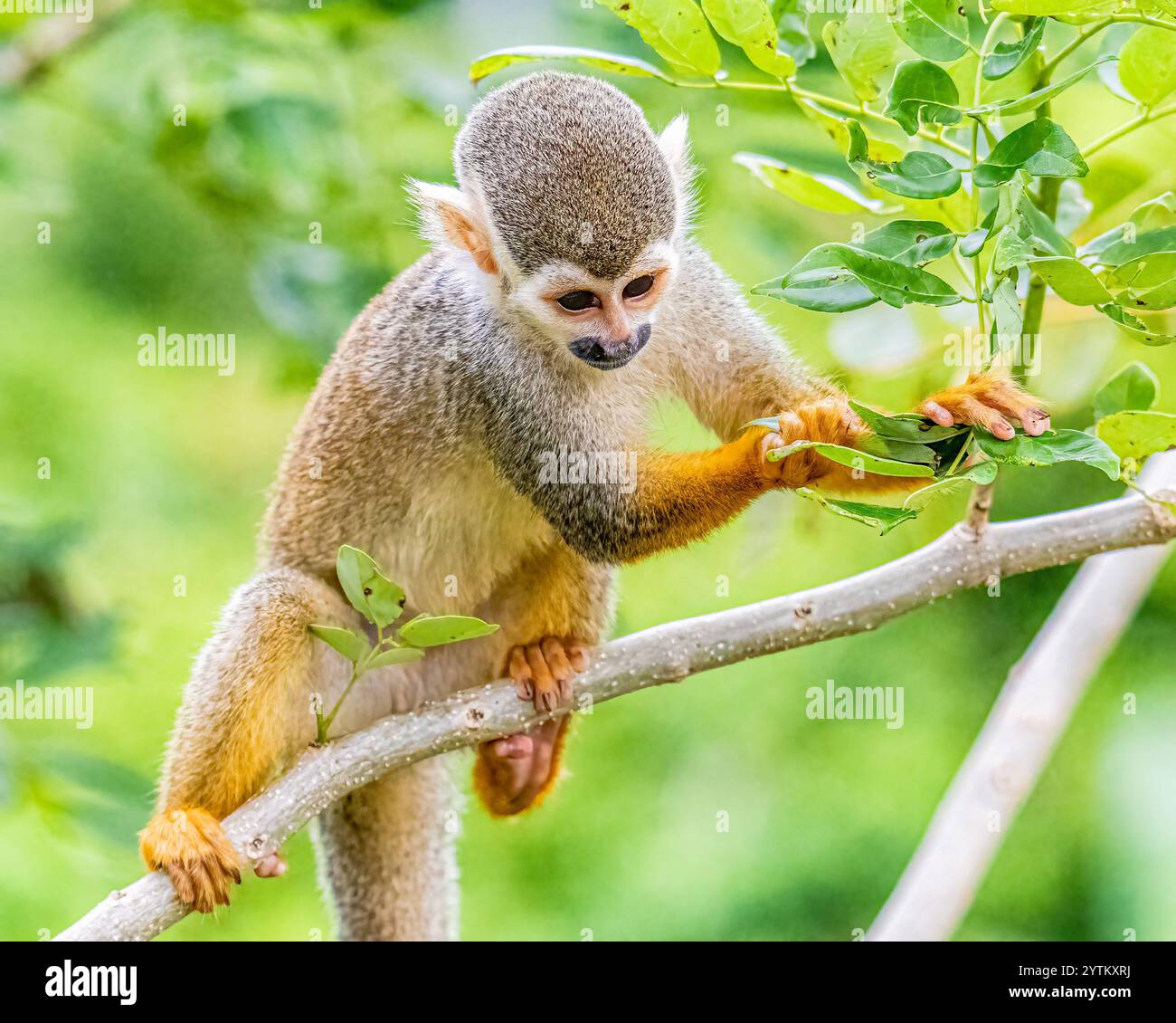 Eichhörnchen-Affe Saimiri sciureus auf der Dominikanischen Republik karibik-Insel - Affen spielen mit Touristen und essen Obst auf Monkeyland Stockfoto