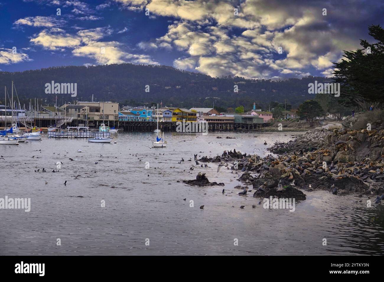 Monterey, Kalifornien USA - 17. November 2024 der Hafen von Monterey überschwemmt von Tausenden von Robben, die nach ÒbingingÓ auf den Schwärmen von Sardellen i ruhen Stockfoto