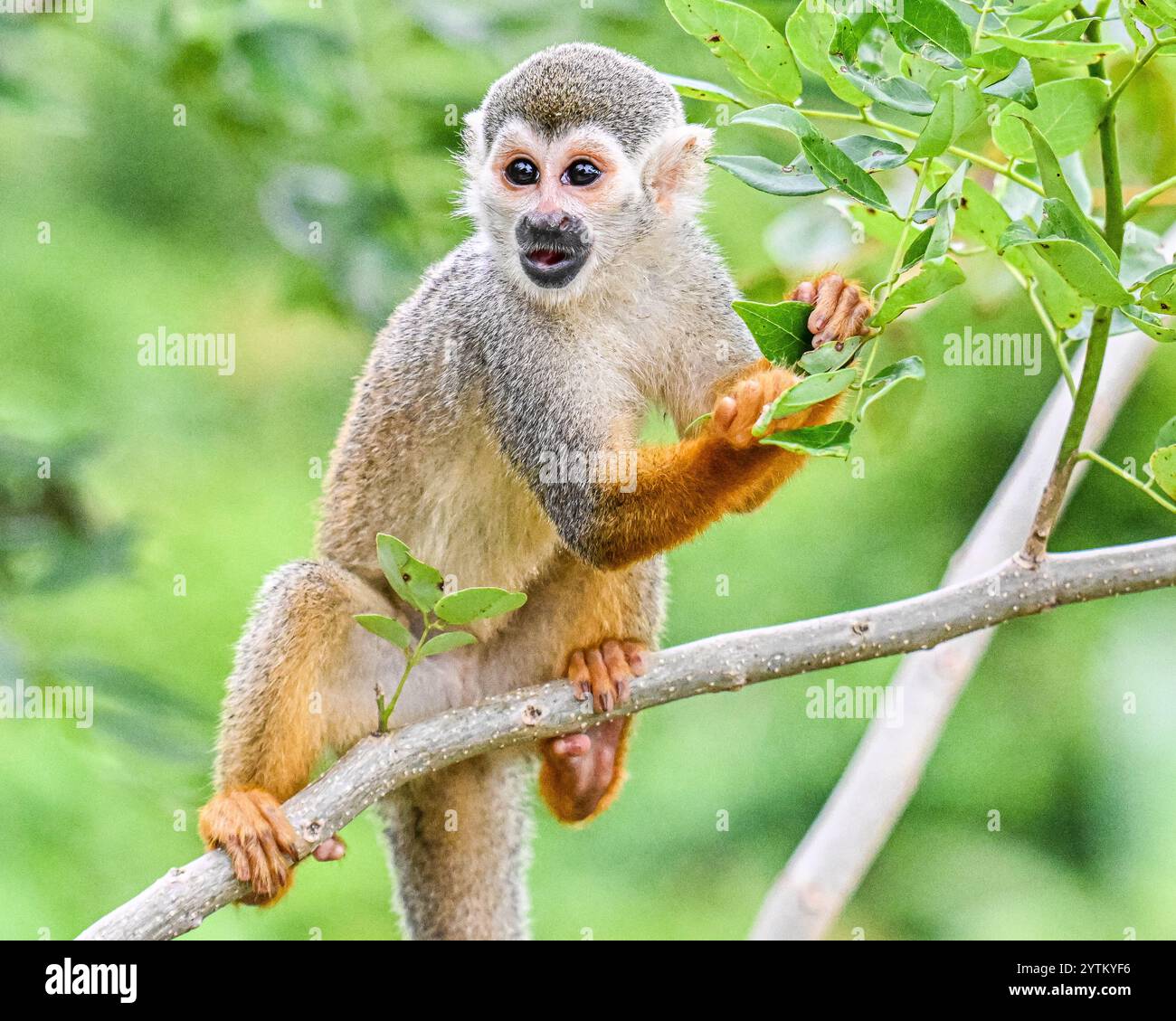 Eichhörnchenaffen auf der Insel Dominikanische Republik in der karibik - Affen spielen mit Touristen und essen Obst auf Monkeyland Stockfoto