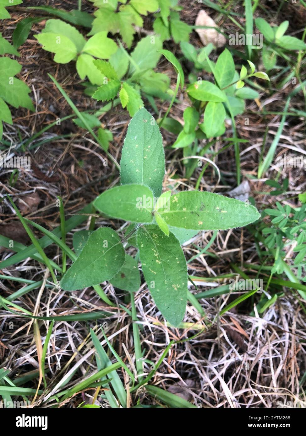 Haarige Ruellia (Ruellia humilis) Stockfoto