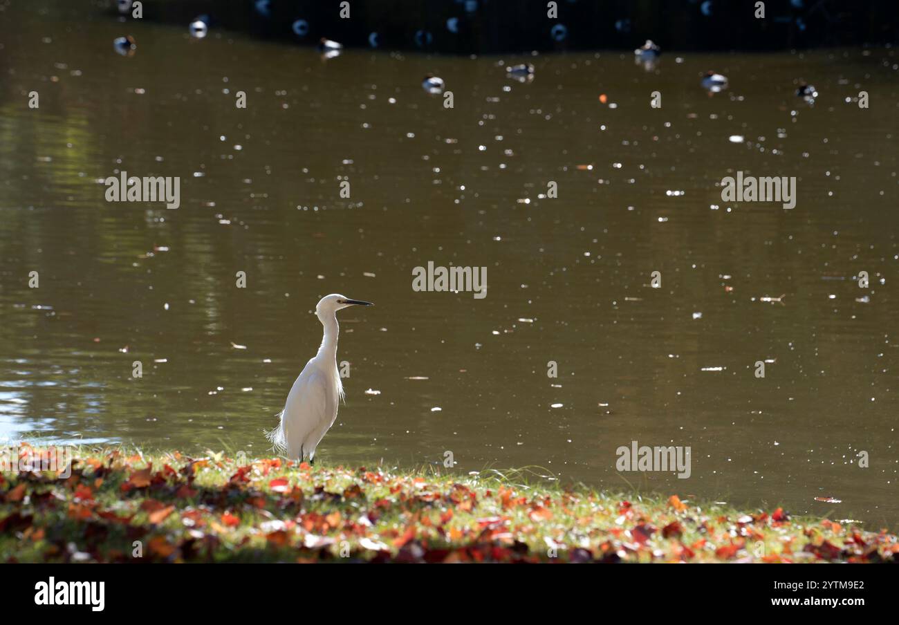 Der Hamarikyu Garden befindet sich im Zentrum von Tokio, an der Bucht von Tokio, im Bezirk Shiodome. Stockfoto