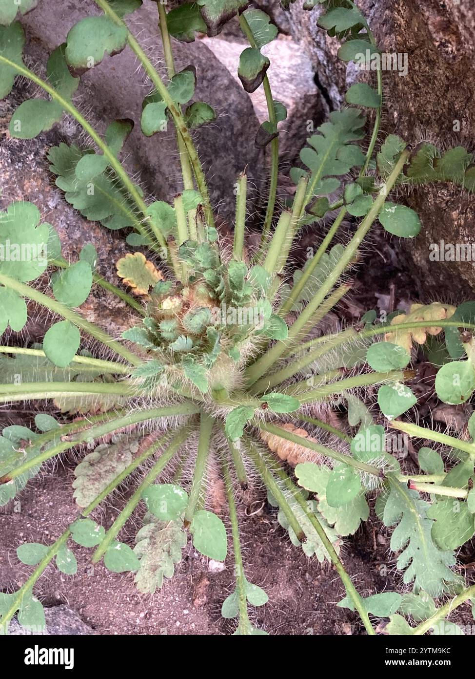 Satin Mohn (Meconopsis napaulensis) Stockfoto