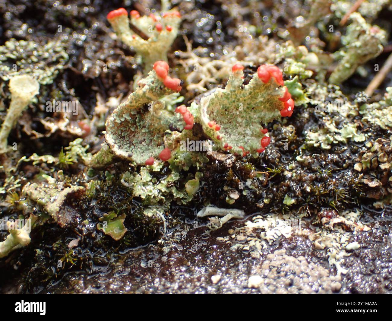 Britische Soldatenflechte (Cladonia cristatella) Stockfoto