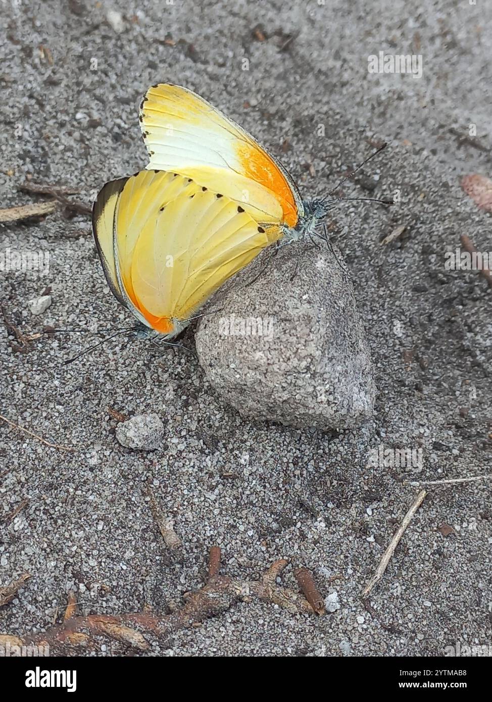 Gemeinsame gepunktete Grenze (Mylothris agathina agathina) Stockfoto