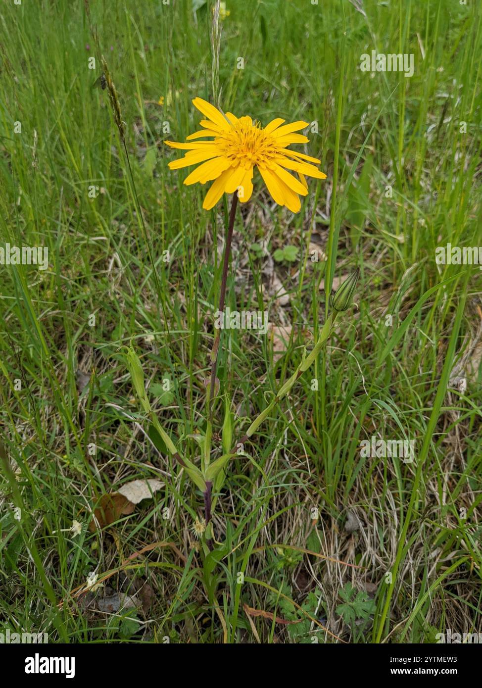 Östlicher Ziegenbart (Tragopogon orientalis) Stockfoto