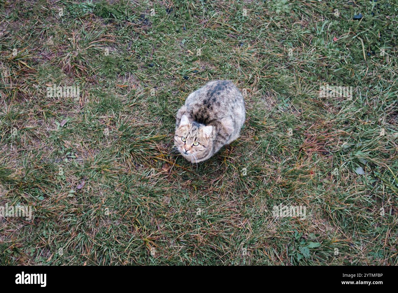Hungrige streunende Katze auf Gras, Blick von oben. Katze, die auf Grashintergrund mit Kopierraum in die Kamera schaut. Entzückendes Haustier-Konzept. Katze wartet auf Nahrung Stockfoto