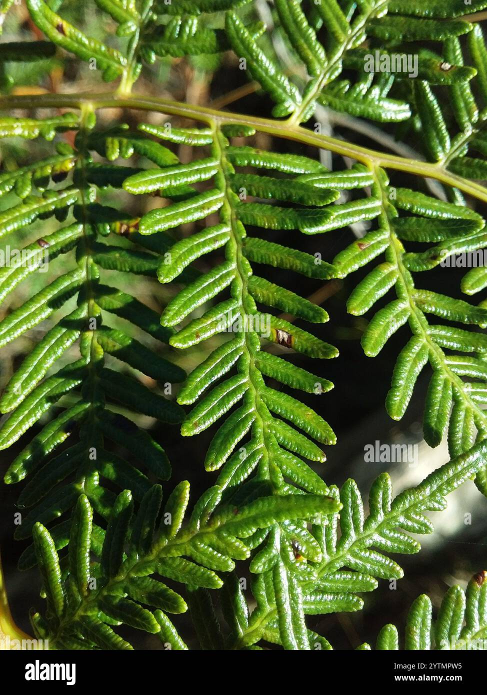 Austral Bracken (Pteridium esculentum) Stockfoto