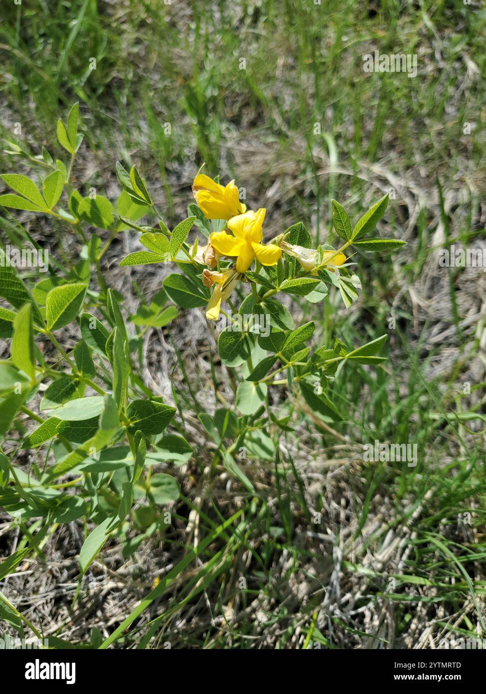 Goldene Bohne (Thermopsis rhombifolia) Stockfoto