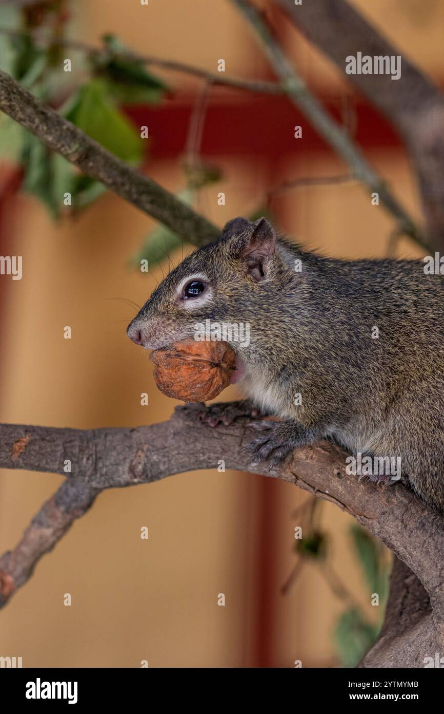 Ein gemahlenes Eichhörnchen mit einer Walnuss im Mund Stockfoto