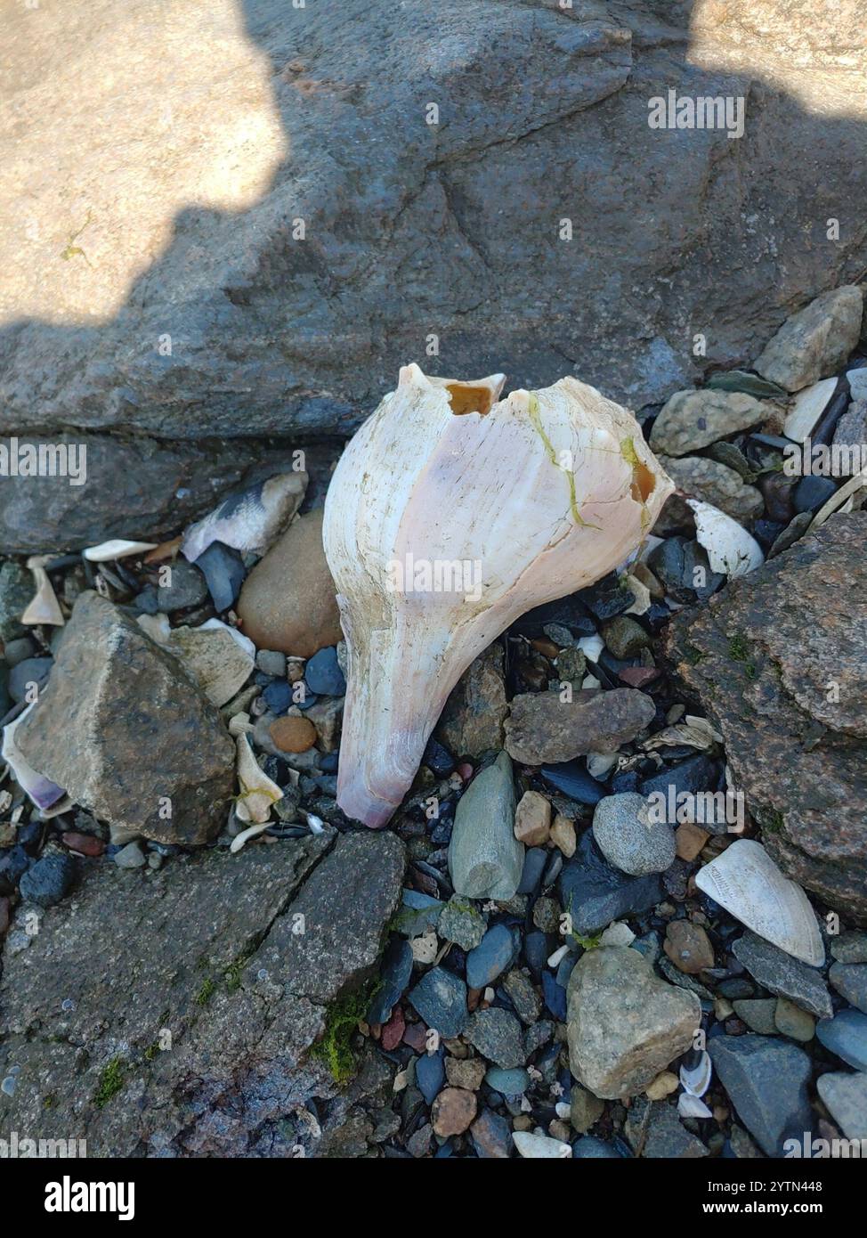 Knobbed Whelk (Busycon carica) Stockfoto