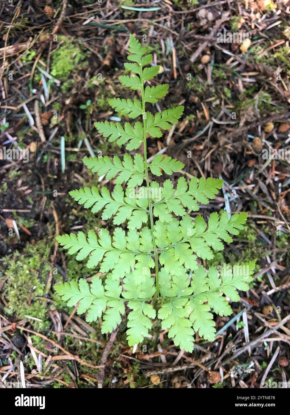 Holzfarn ausstreuen (Dryopteris expansa) Stockfoto