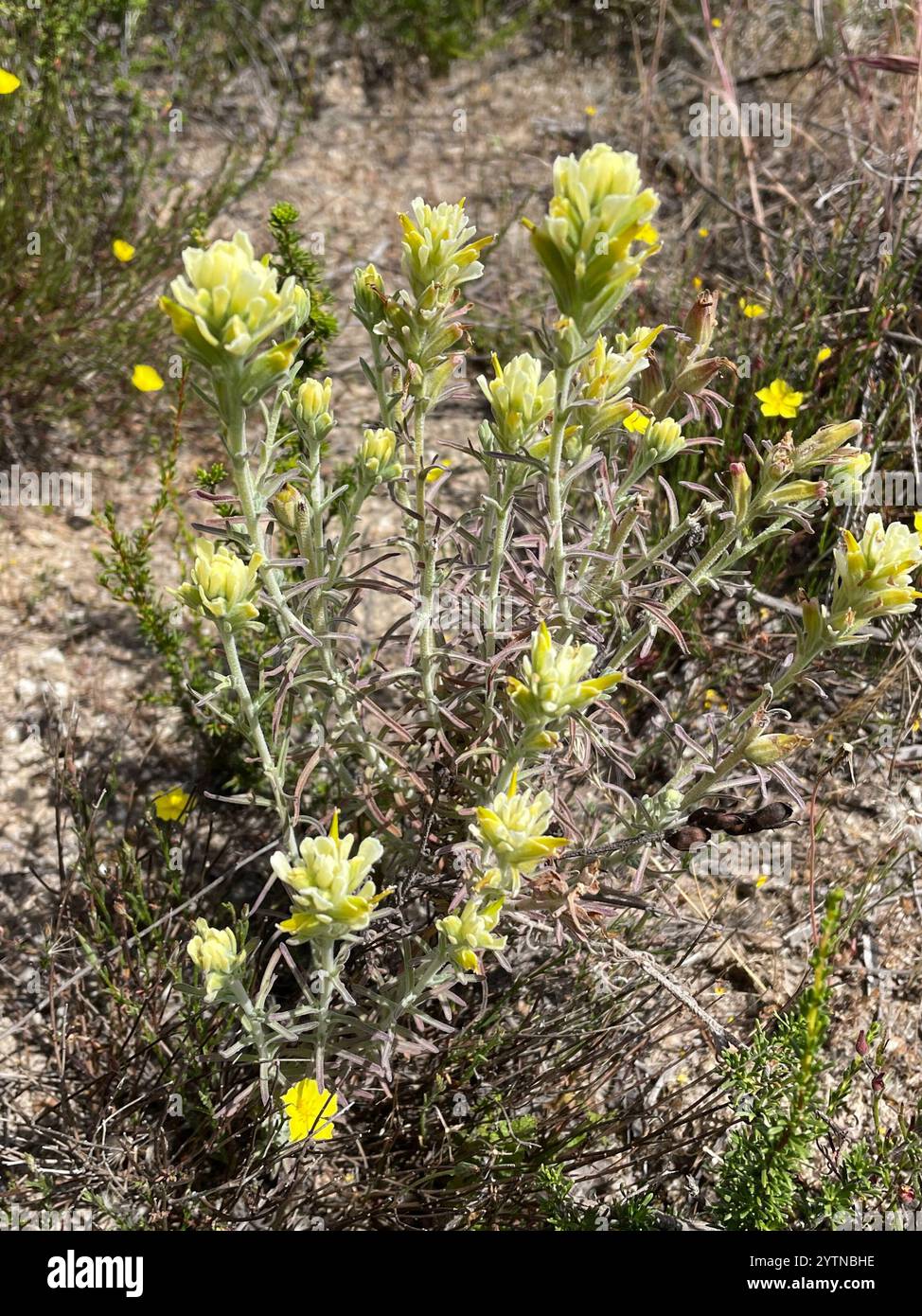 Indischer Wollpinsel (Castilleja foliolosa) Stockfoto