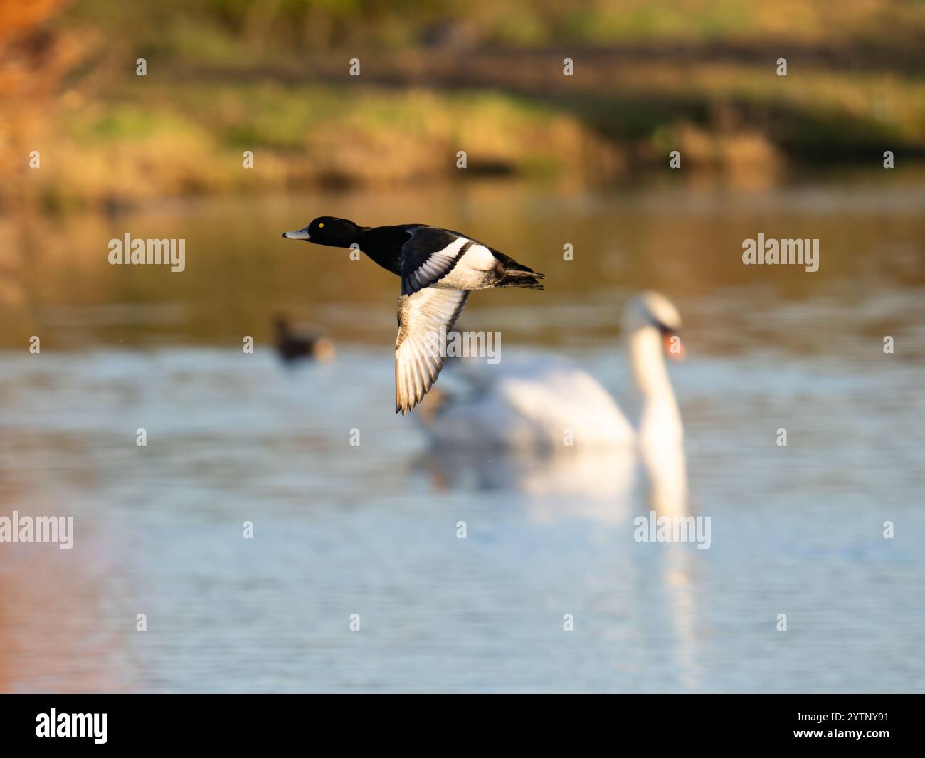Getuftete Ente im Flug bei slimbridge WWT in Gloucestershire Großbritannien [ Aythya Fuligula ] Stockfoto