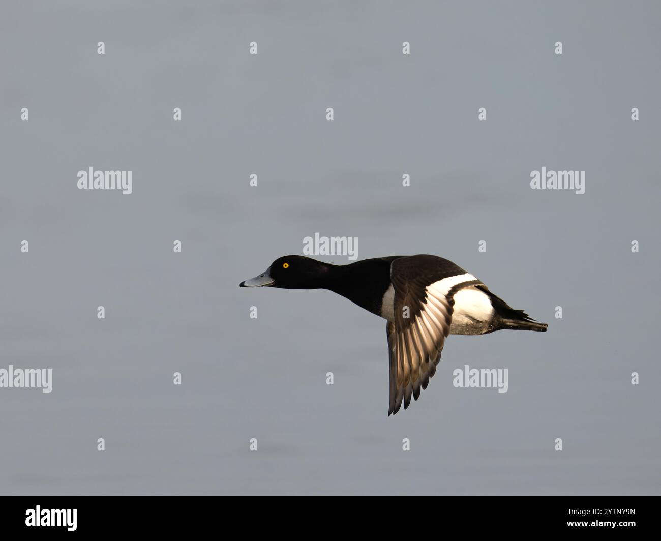 Getuftete Ente im Flug bei slimbridge WWT in Gloucestershire Großbritannien [ Aythya Fuligula ] Stockfoto