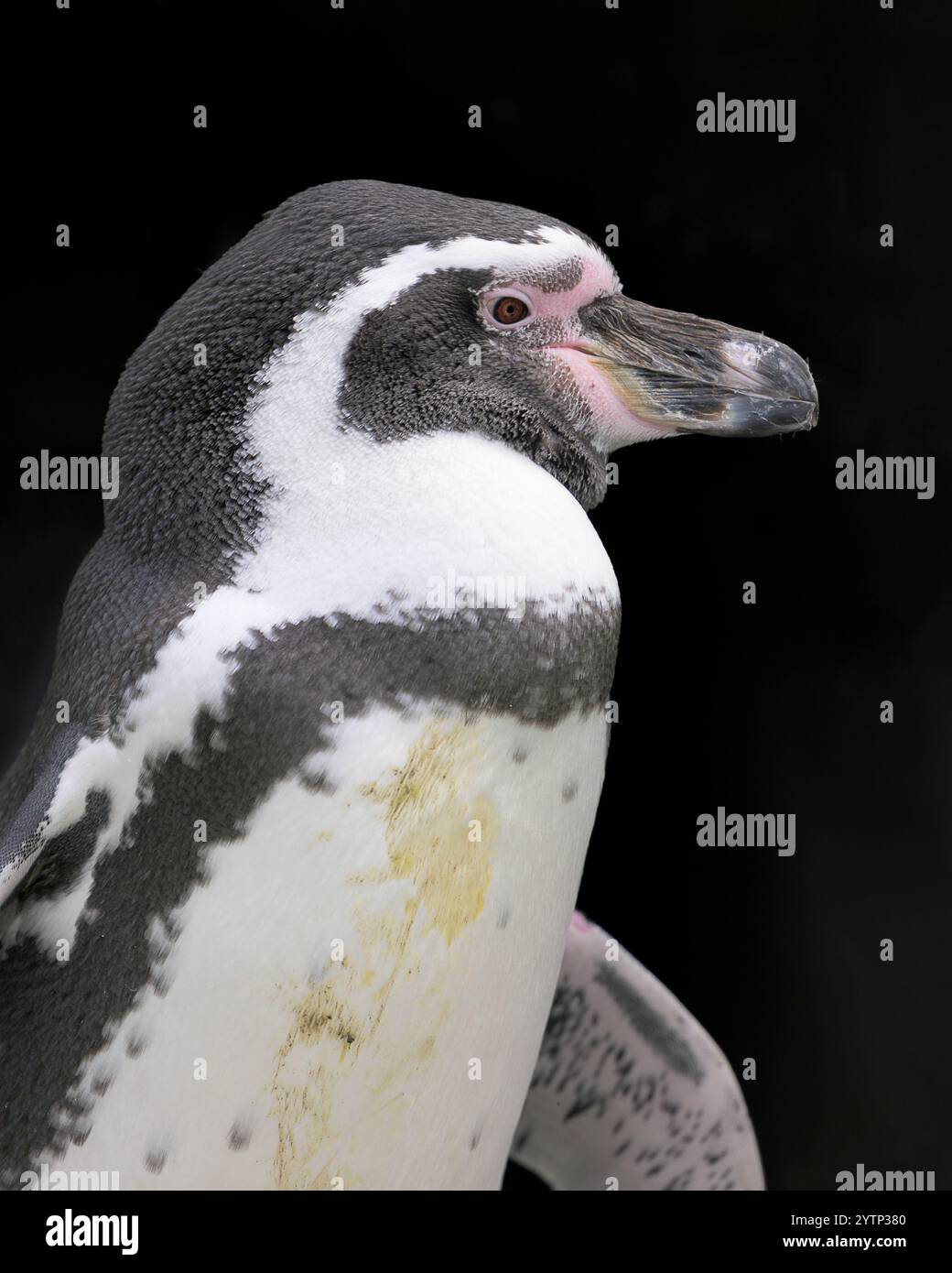 Humboldt-Pinguin-Nahaufnahme-Profilporträt vor schwarzem Hintergrund Stockfoto