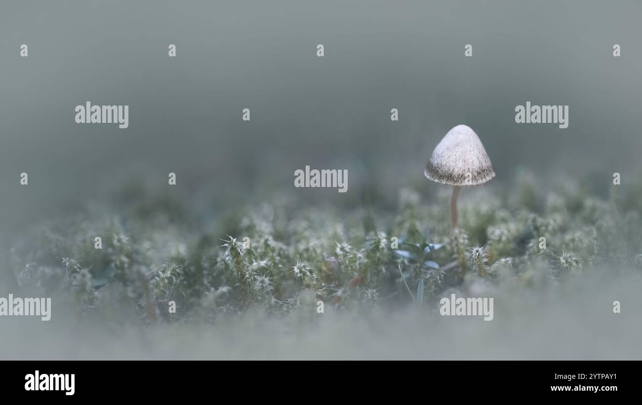 Makrofotografie von einzelnen winzigen Pilzen in Moos, niedrigem Winkel, traumhafter sanfter Stimmung, Pastellgrün, Minimalismus, Kopierbereich, 16:9 Stockfoto