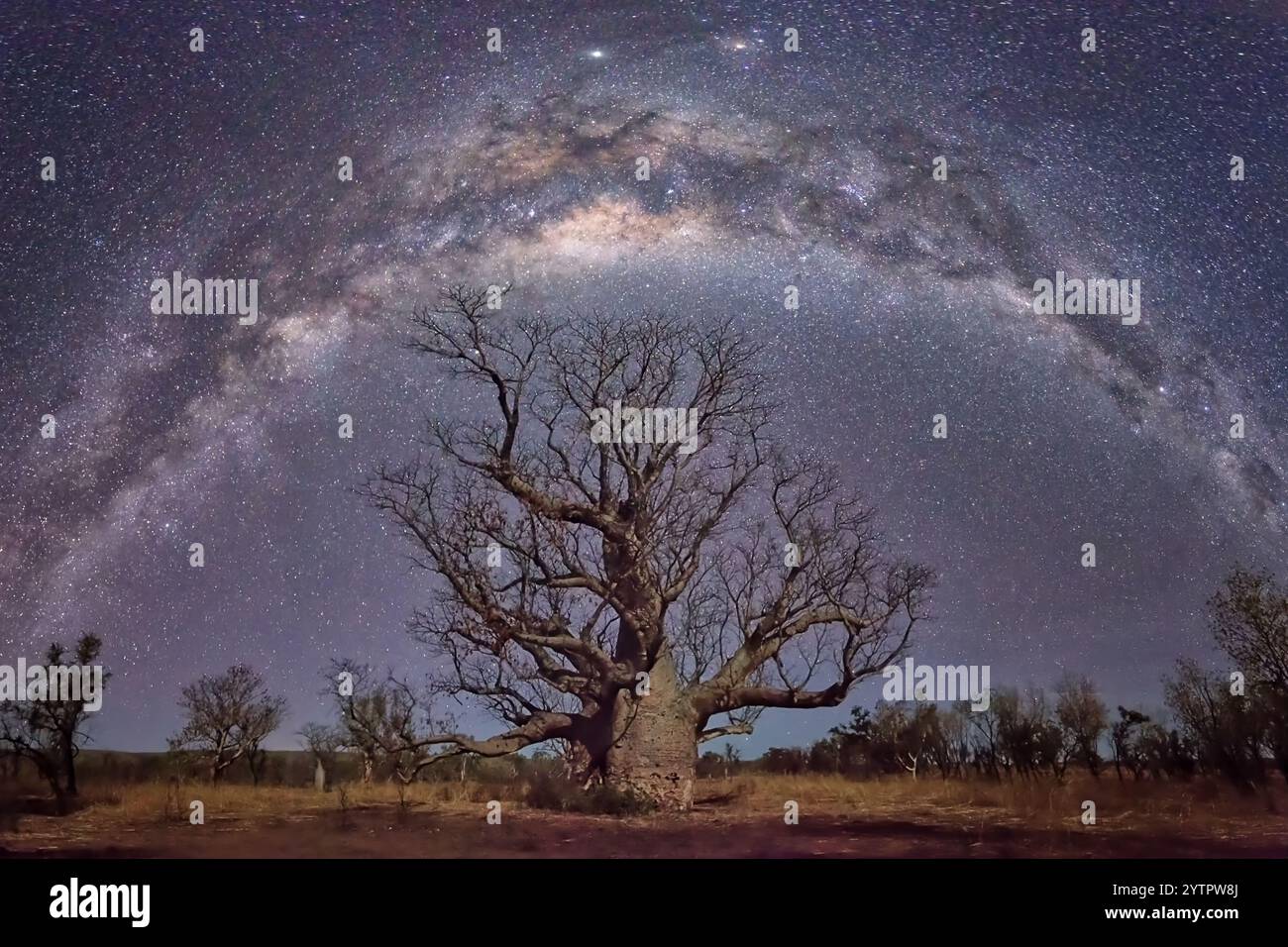 Die Milchstraße, die sich über den „King Boab“-Baum in Kimberley, Western Australia, erhebt Stockfoto