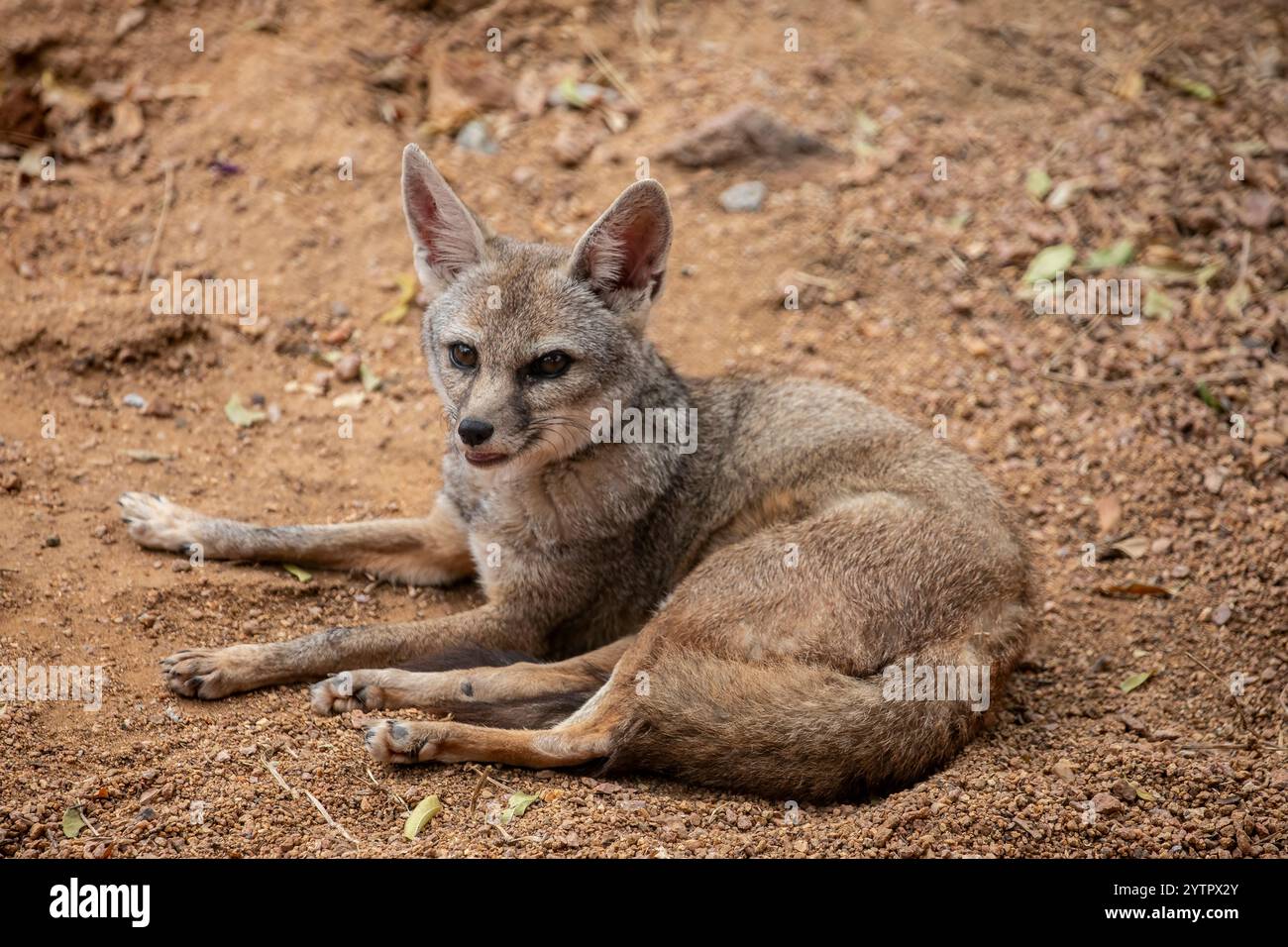Der bengalische Fuchs (Vulpes bengalensis) ist ein Fuchs, der auf dem indischen Subkontinent von den Ausläufern des Himalaya und dem Terai Nepals durch Südindien endemisch ist Stockfoto