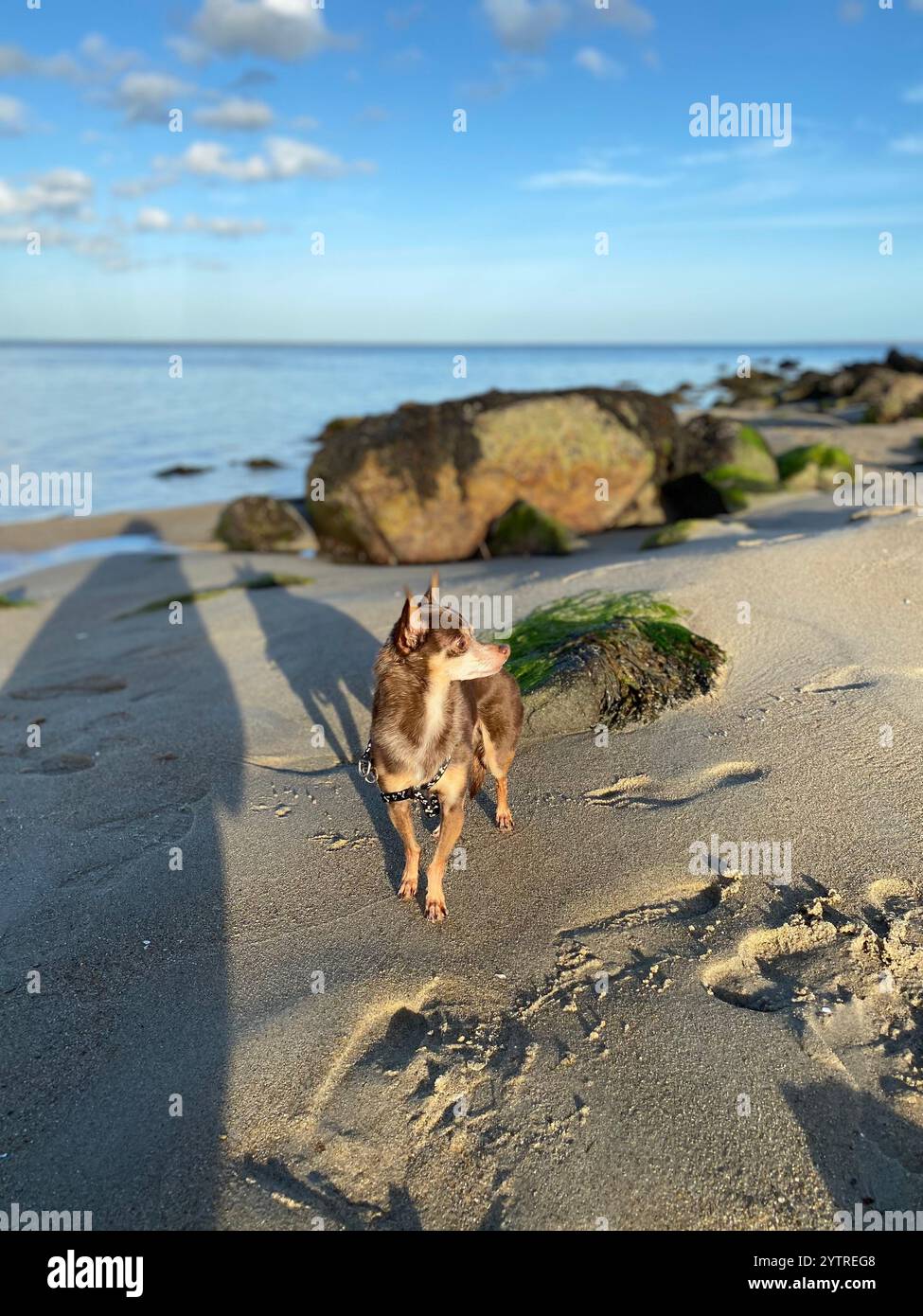 Pawprints im Sand - Smartphone-aufgenommenes Stockfoto