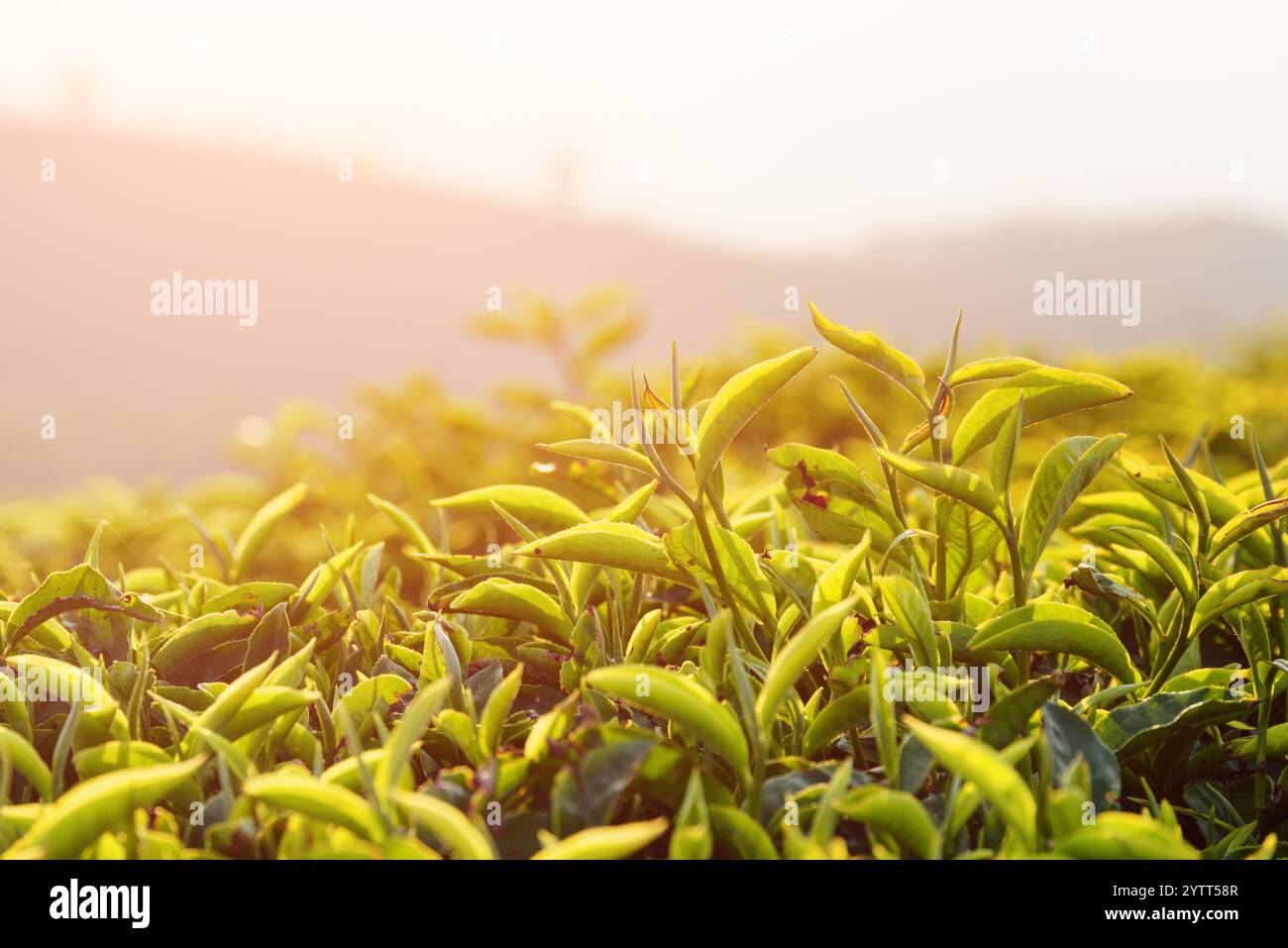 Erstaunliche obere grüne Teeblätter auf der Teeplantage bei Sonnenuntergang Stockfoto