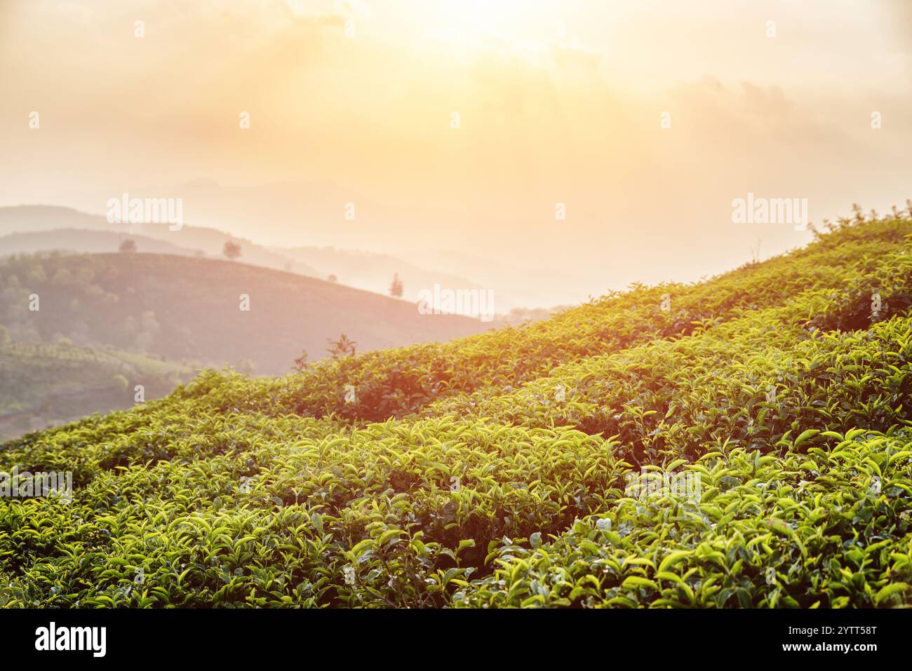 Malerische grüne Teesträucher auf der Teeplantage bei Sonnenuntergang Stockfoto