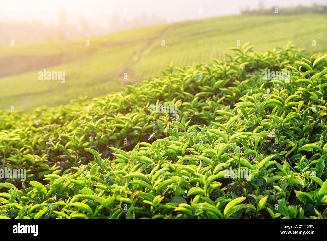 Junge, hellgrüne Teeblätter auf der Teeplantage bei Sonnenuntergang Stockfoto