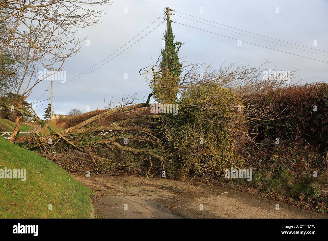 Stroud, UK, 8. Dezember 2024. Wetter in Großbritannien. Bäume unten am Selsley Hill unterbrachen 28 Häuser, als eine weitere Nacht des Sturms Darragh über Stroud, Gloucestershire, wütete. Quelle: Gary Learmonth / Alamy Live News Stockfoto