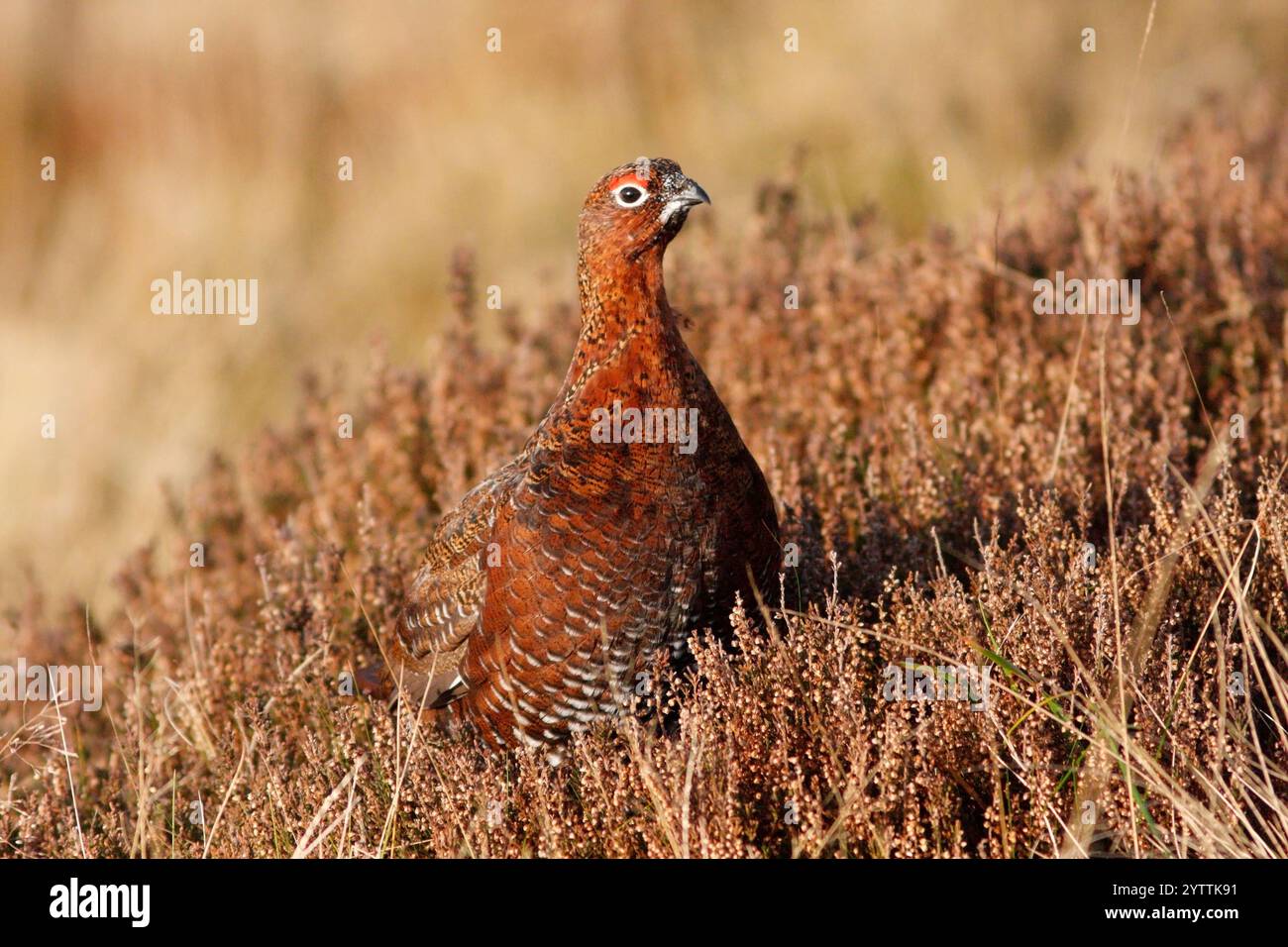 ROTHÜHNER auf Hochheidemoorland, Schottland, Großbritannien. Stockfoto