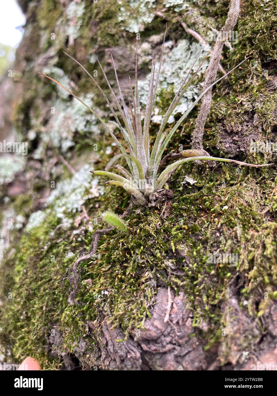 Aufrechte luftanlage (Tillandsia stricta) Stockfoto