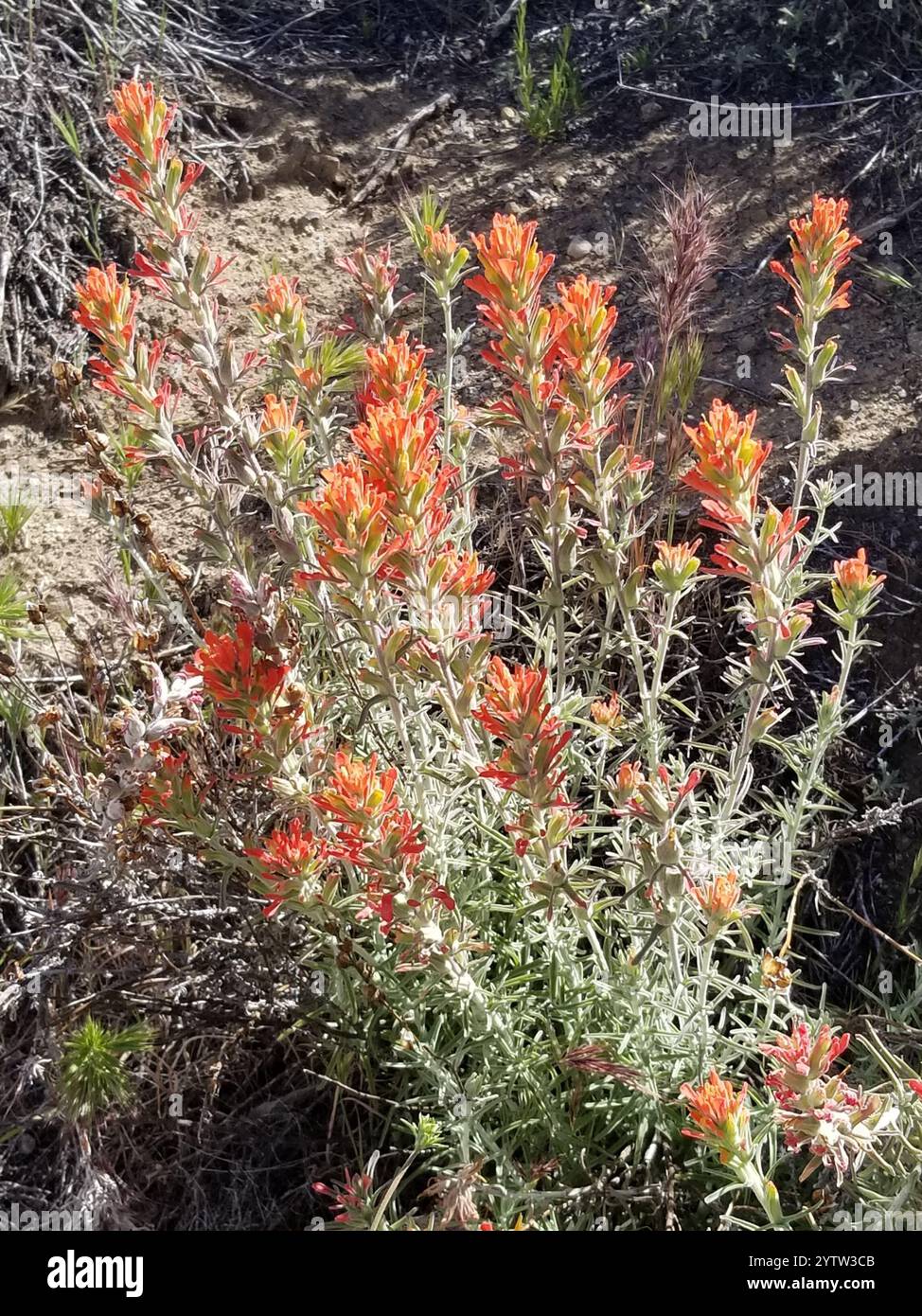 Indischer Wollpinsel (Castilleja foliolosa) Stockfoto