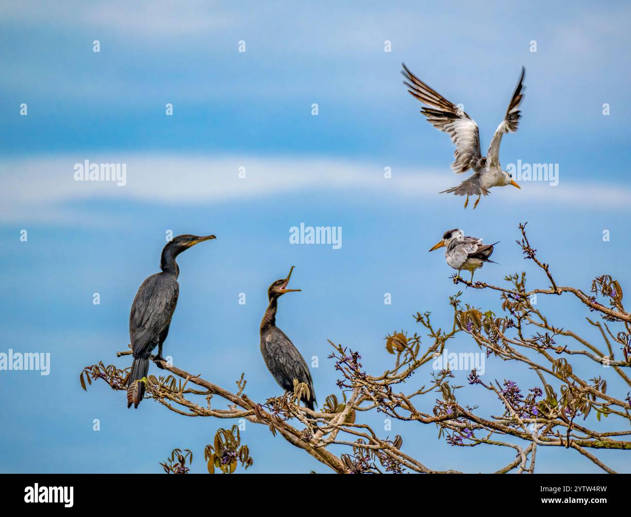 Schreiende Vögel auf dem Amazonas. Zwei Humboldt-Shags (Nannopterium brasilianum) beschweren sich über zwei Großschnabelseeschwalben ( Phaetusa simplex). Aufgenommen in der Nähe des Stockfoto