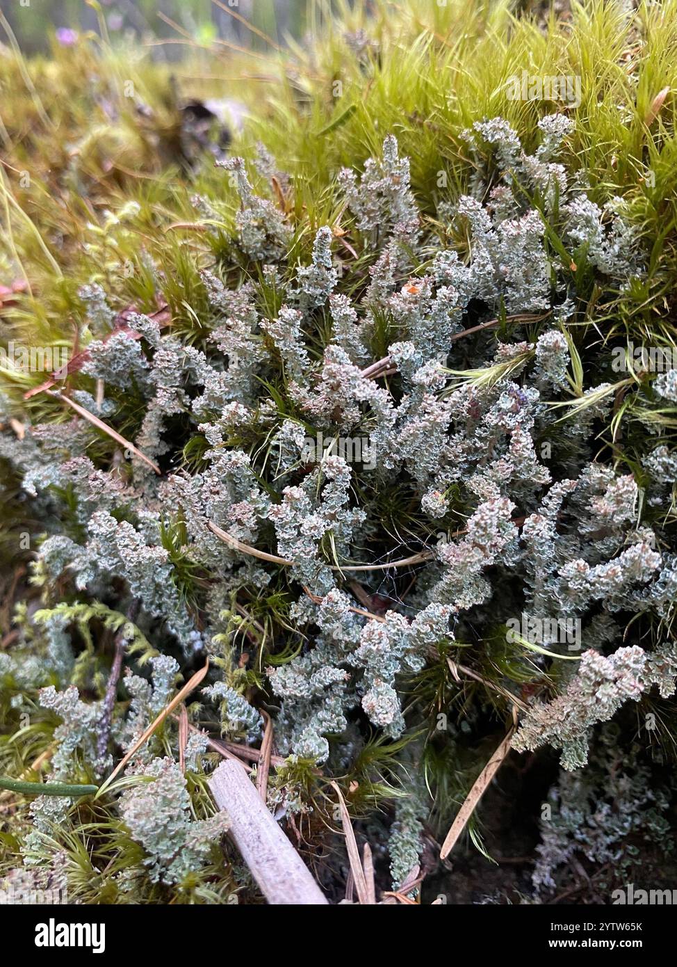 Drachenhorn (Cladonia squamosa) Stockfoto