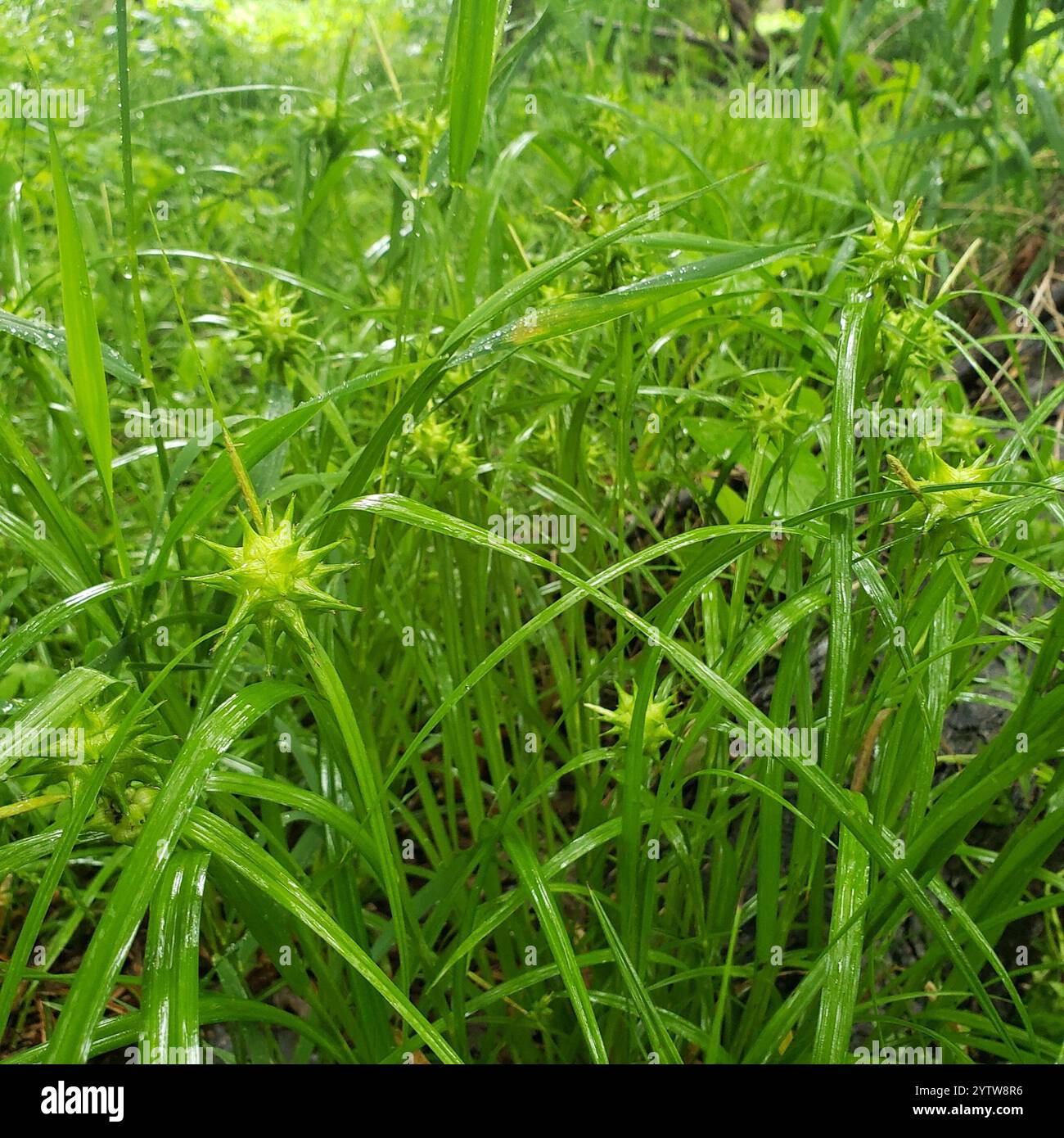 Gray's Segge (Carex gryi) Stockfoto