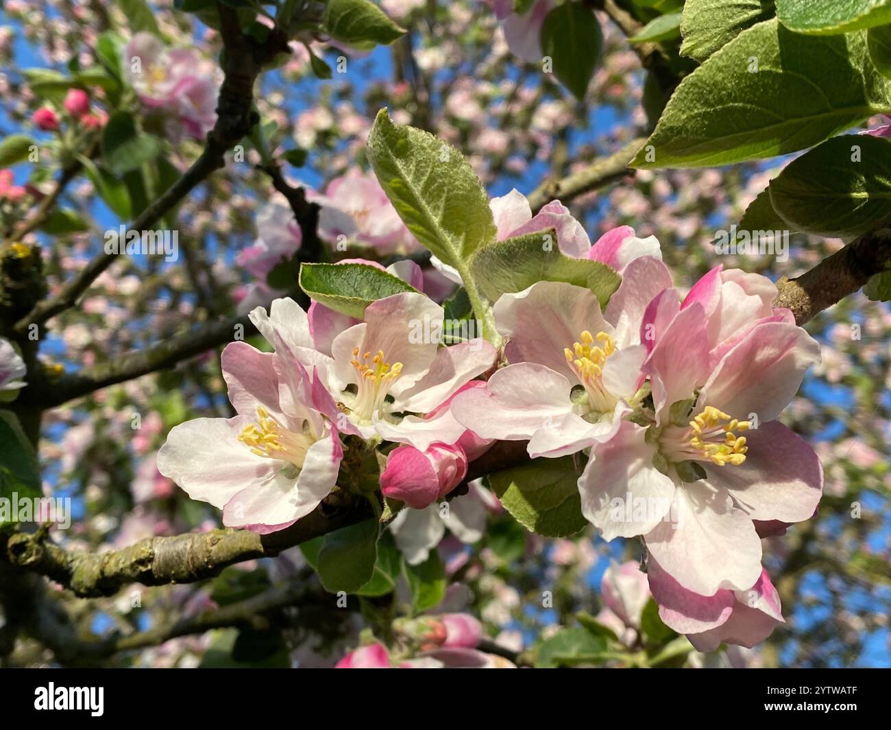 Eine Nahaufnahme einiger aufblühender und geöffneter Apfelblüten mit dem Rest des Apfelbaums im Hintergrund. Stockfoto
