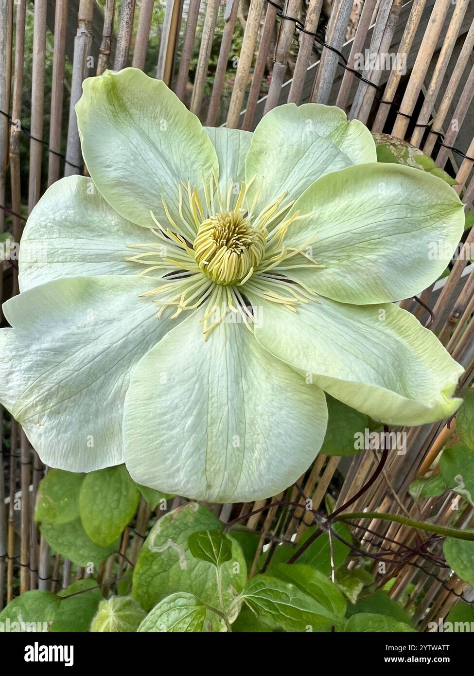 Eine große blühende Clematis fotografierte Nahaufnahme in voller Blüte im Frühling. Stockfoto
