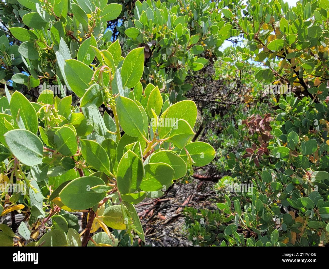 Big Berry Manzanita (Arctostaphylos glauca) Stockfoto