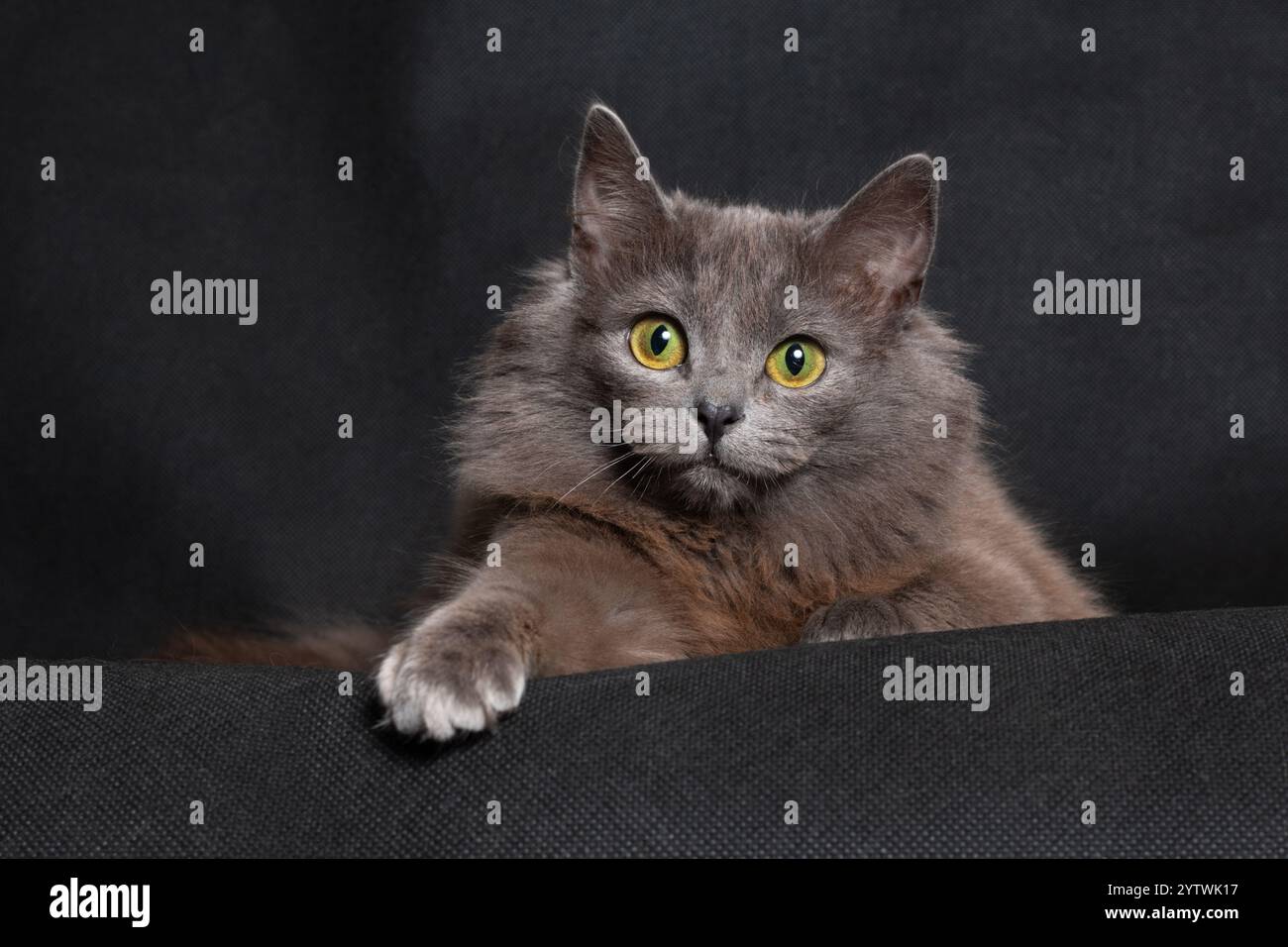 Graue rauchige niedliche Katze, die auf schwarzem Hintergrund im Studiozimmer liegt Stockfoto