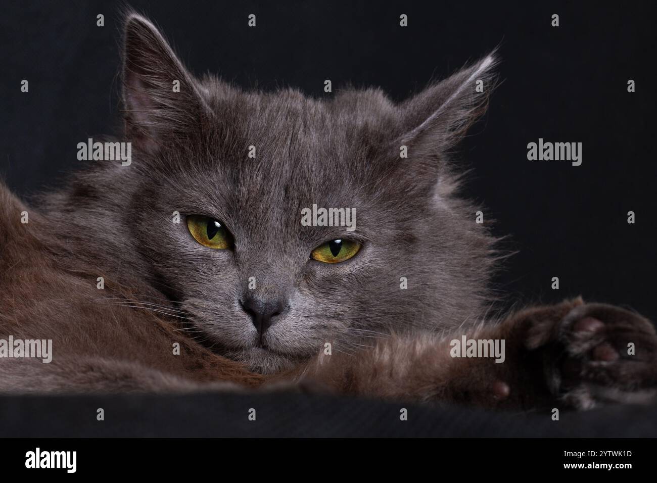 Graue rauchige niedliche Katze liegend, Porträt auf schwarzem Hintergrund Nahaufnahme Stockfoto