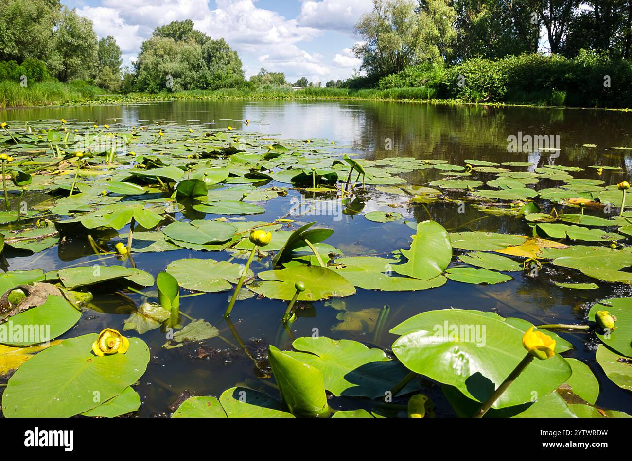Fluss Dnepr. Ukraine. Eine wunderschöne Landschaft im Obolonsky Viertel der Stadt Kiew, neben einem Wohngebiet, wilde Natur. Stockfoto Fluss Dnepr. Ukraine. Eine wunderschöne Landschaft im Obolonsky Viertel der Stadt Kiew, neben einem Wohngebiet, wilde Natur. Stockfoto