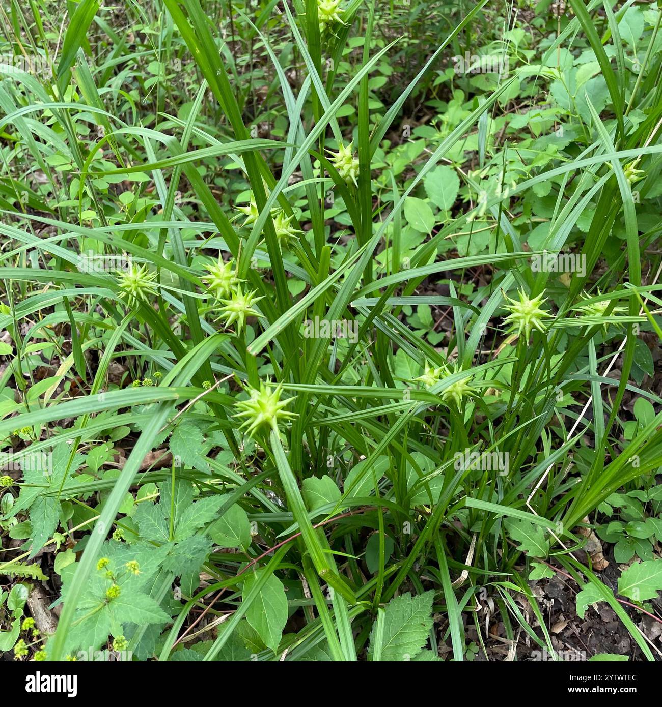 Gray's Segge (Carex gryi) Stockfoto