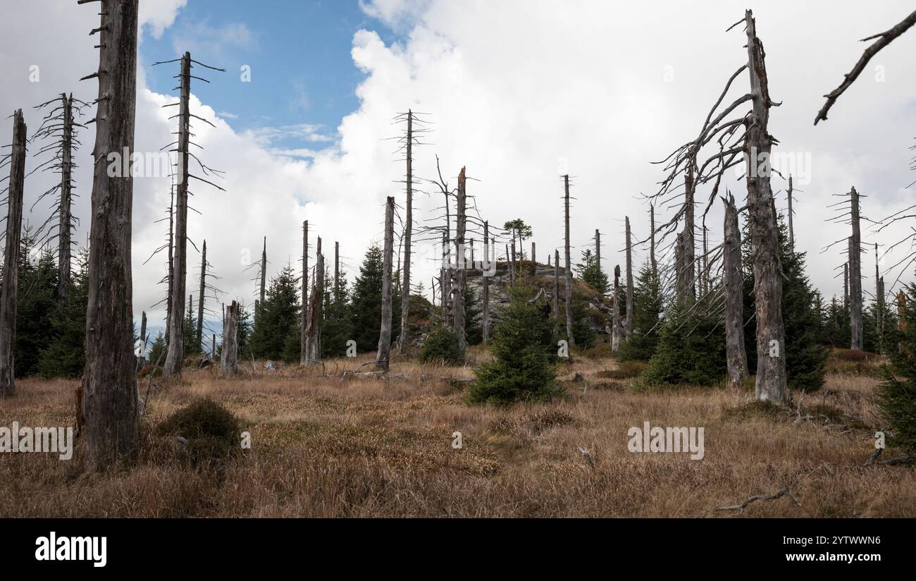 Hochlagen im Bayerischen Wald, Hochlagen im Bayerischen Wald Stockfoto
