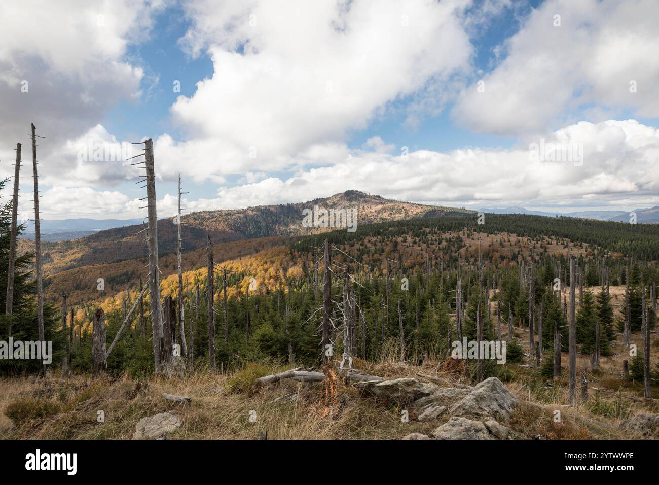 Hochlagen im Bayerischen Wald, Hochlagen im Bayerischen Wald Stockfoto