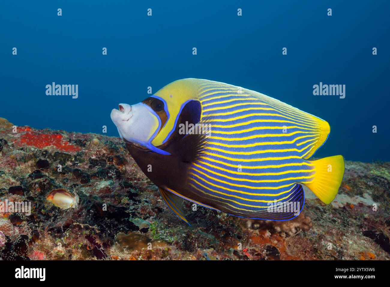 Kaiser Angelfisch, Pomacanthus Imperator, Süd-Male-Atoll, Indischer Ozean, Malediven Stockfoto