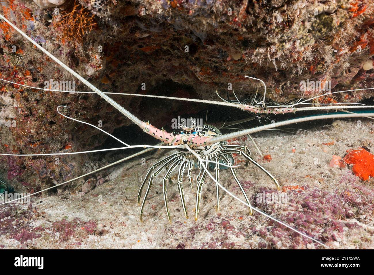 Gemalter Rock Hummer, Panulirus versicolor, Malediven, Malediven Stockfoto