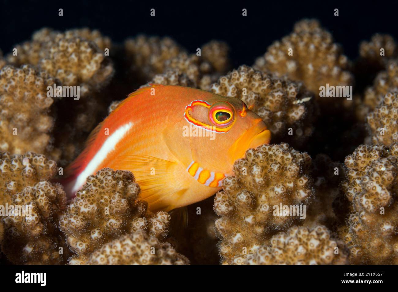 Arc-Eye Hawkfish, Paracirrhites arcatus, North Male Atoll, Indischer Ozean, Malediven Stockfoto
