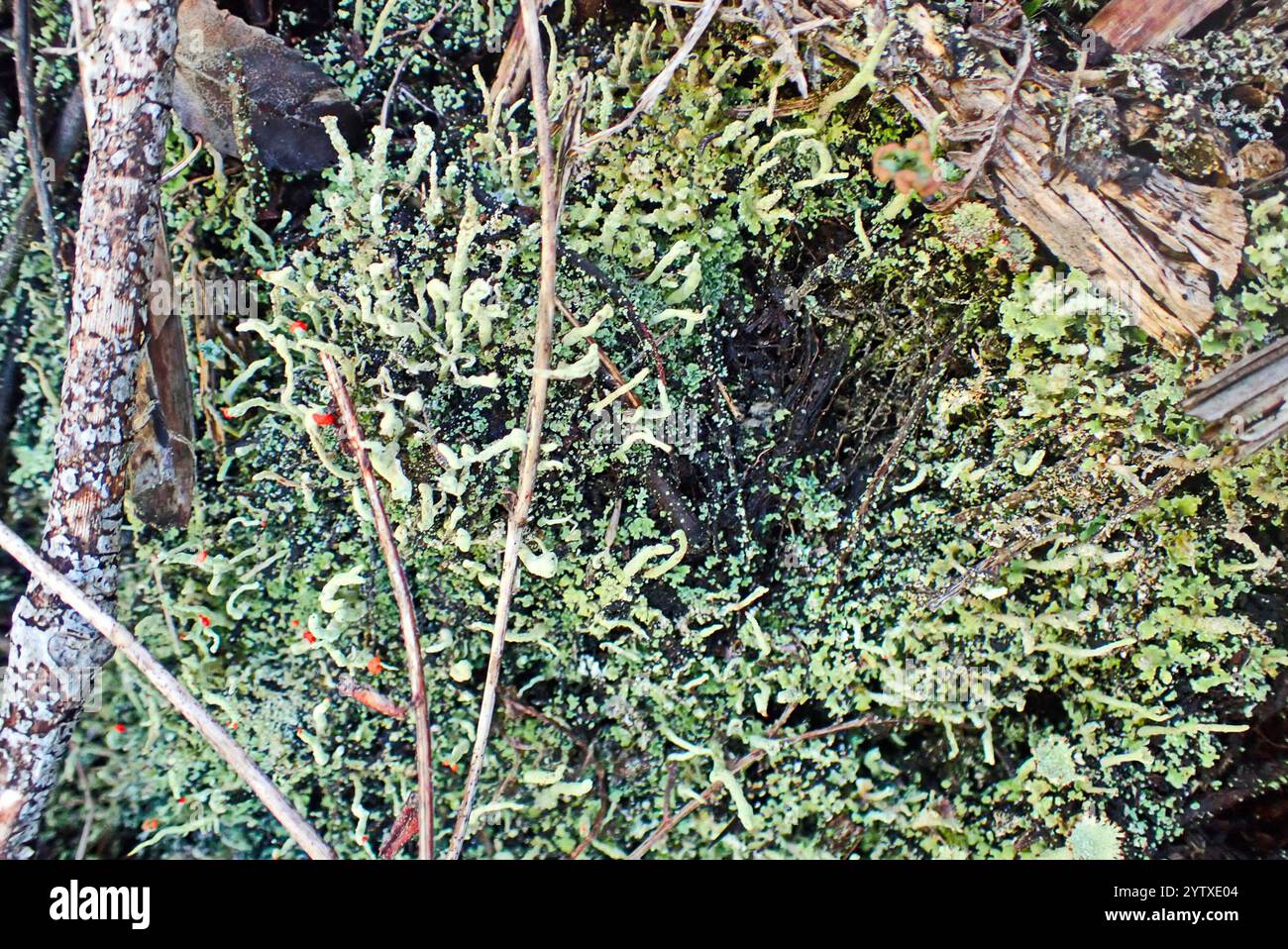 Lippenstift Powderhorn (Cladonia macilenta) Stockfoto