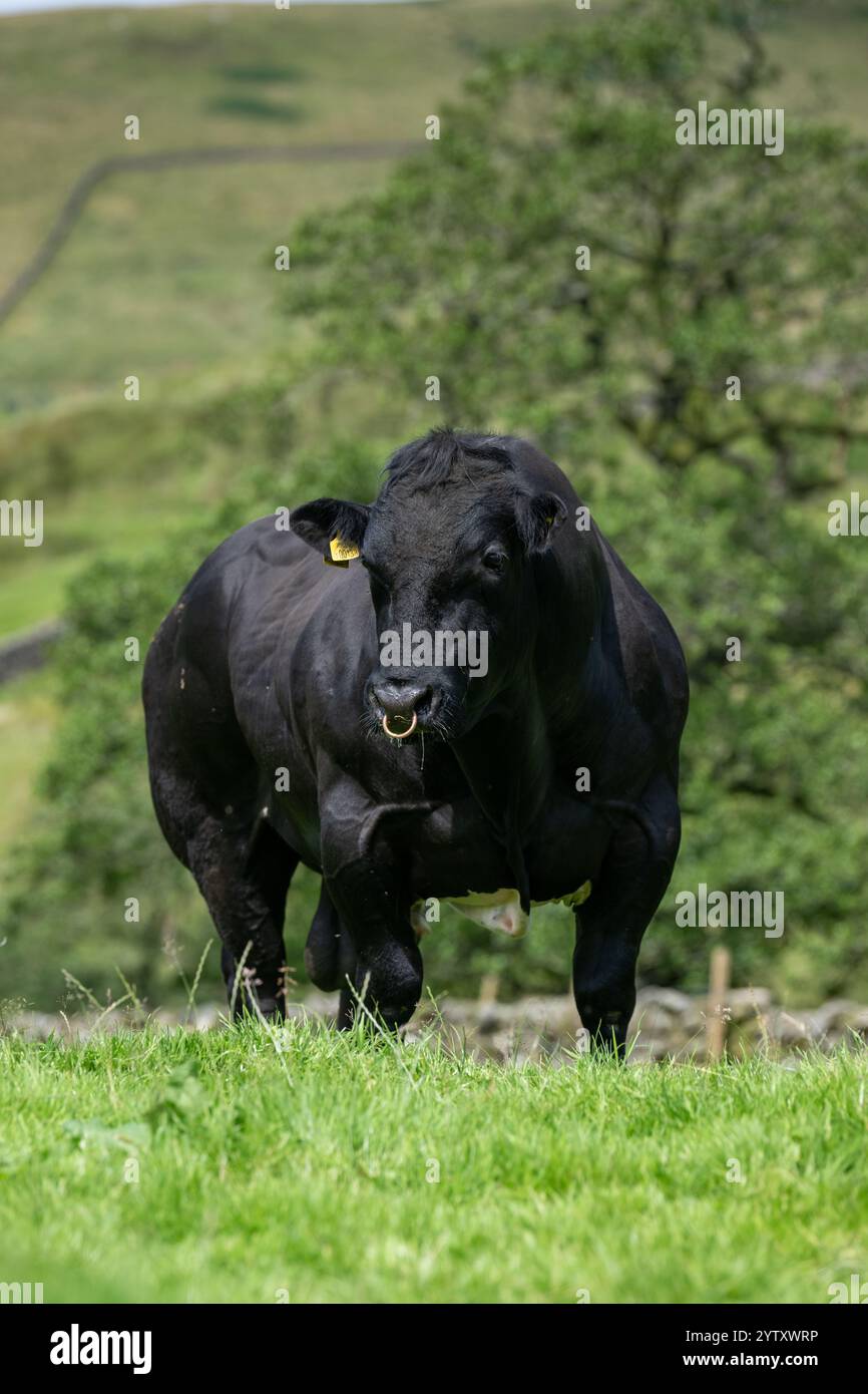 Mächtiger, doppelt bemuskelter britischer Blaubulle auf einer Hochlandweide in Lancashire, Großbritannien. Die Rasse hat ein Gen, das den großen Mengen zusätzlichen Muskel gibt. Stockfoto