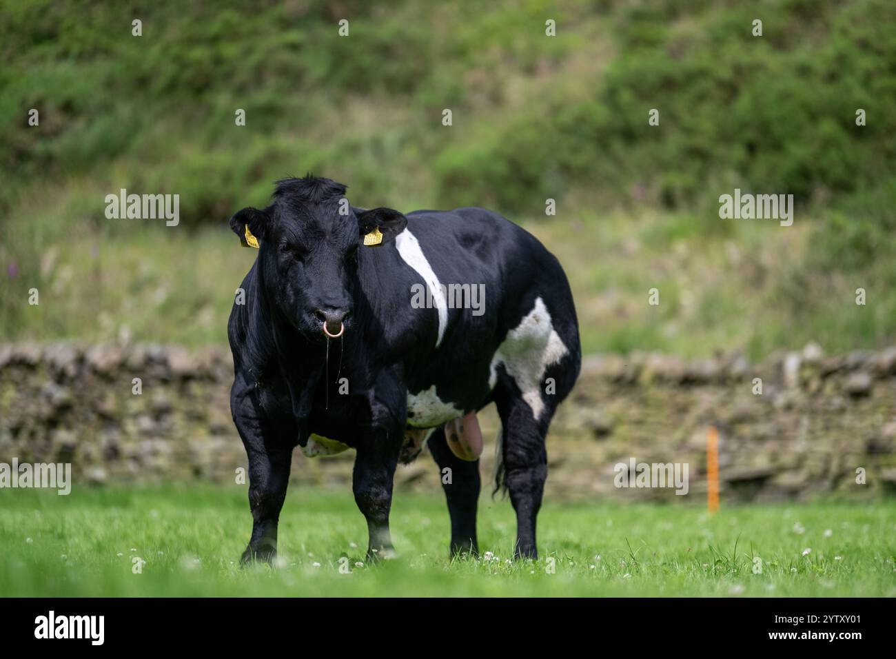 Mächtiger, doppelt bemuskelter britischer Blaubulle auf einer Hochlandweide in Lancashire, Großbritannien. Die Rasse hat ein Gen, das den großen Mengen zusätzlichen Muskel gibt. Stockfoto