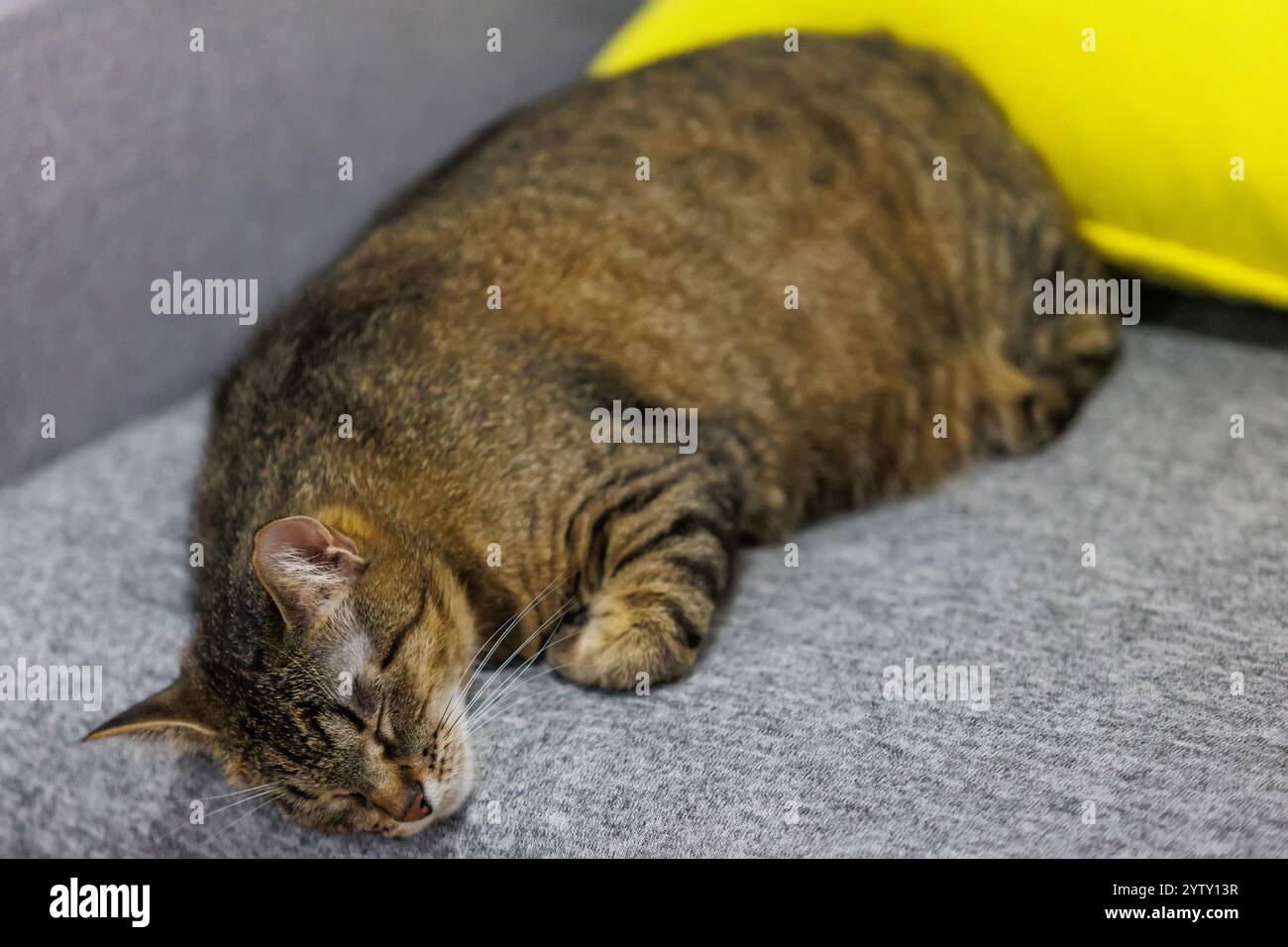 Eine friedliche Nahaufnahme einer schlafenden Tabbykatze, die ihren ruhigen und entspannten Zustand auf einer gemütlichen Oberfläche festnimmt. Perfekt für Tierliebhaber und Wohnmotive. Stockfoto